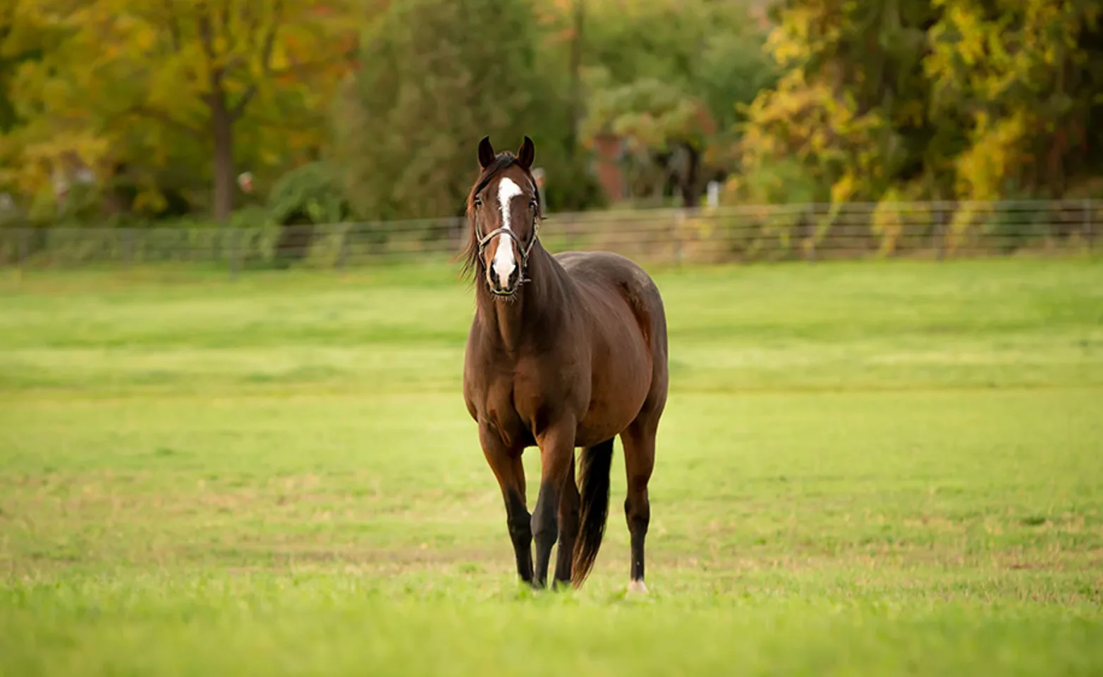 Brown horse standing in a grassy field looking towards the camera from a distance Brown horse standing in a grassy field looking towards the camera from a distance