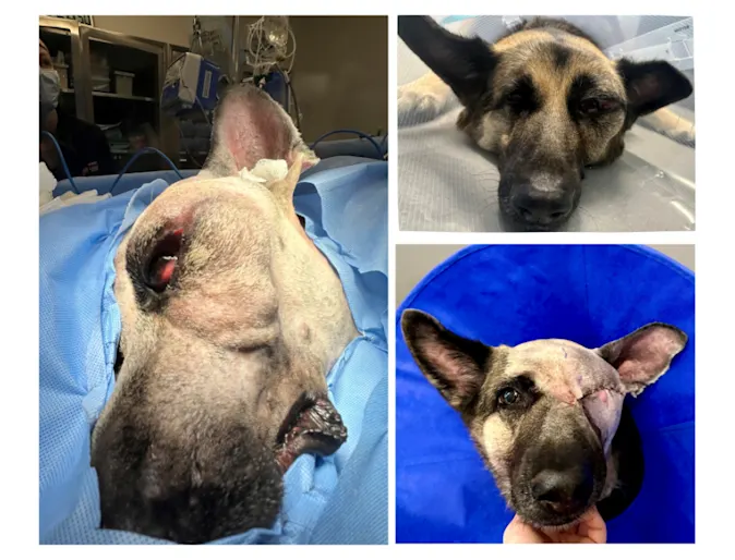 Lola (Dog) Before & After Surgery Lola (Dog) Before & After Surgery