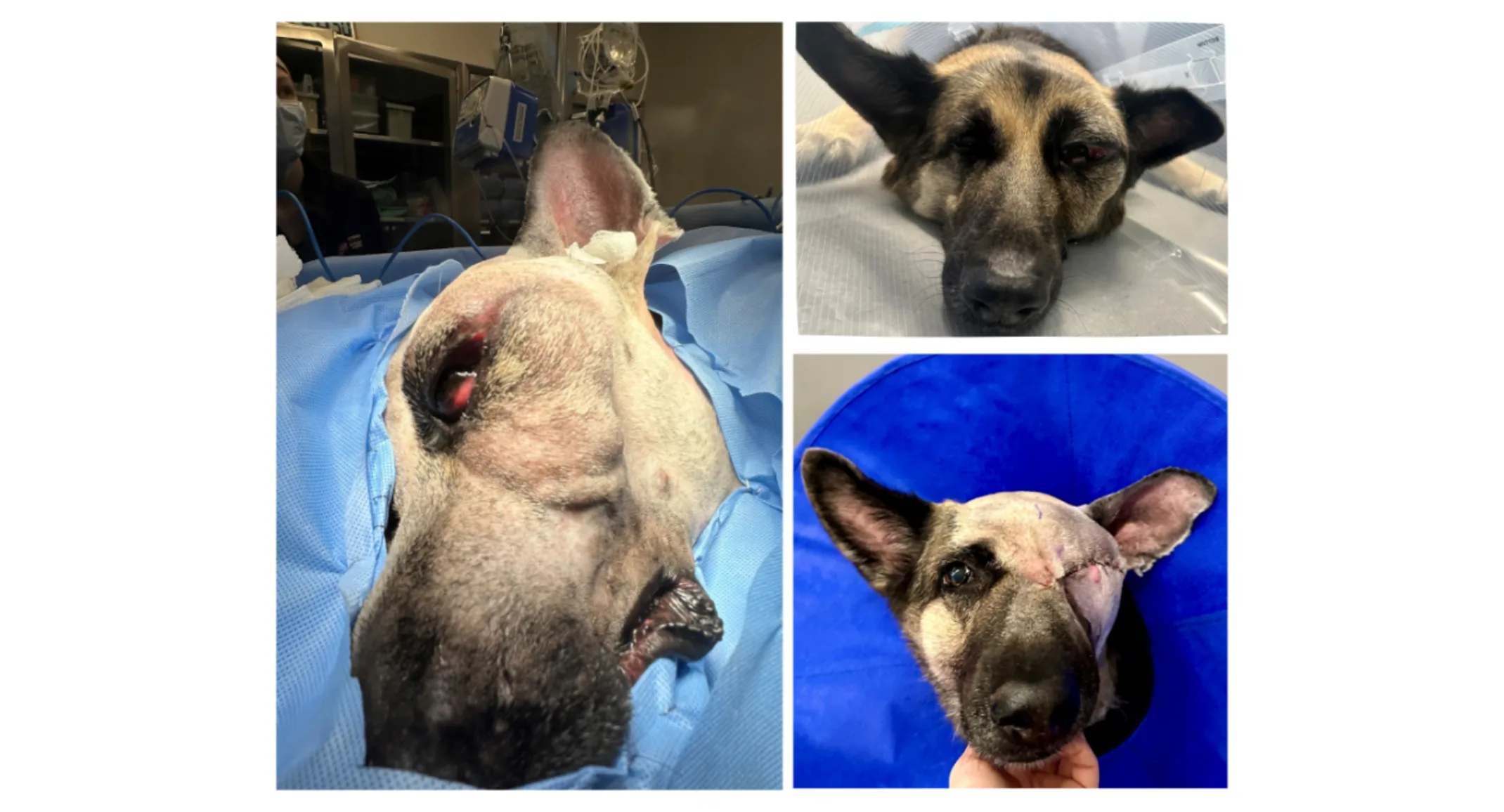 Lola (Dog) Before & After Surgery Lola (Dog) Before & After Surgery