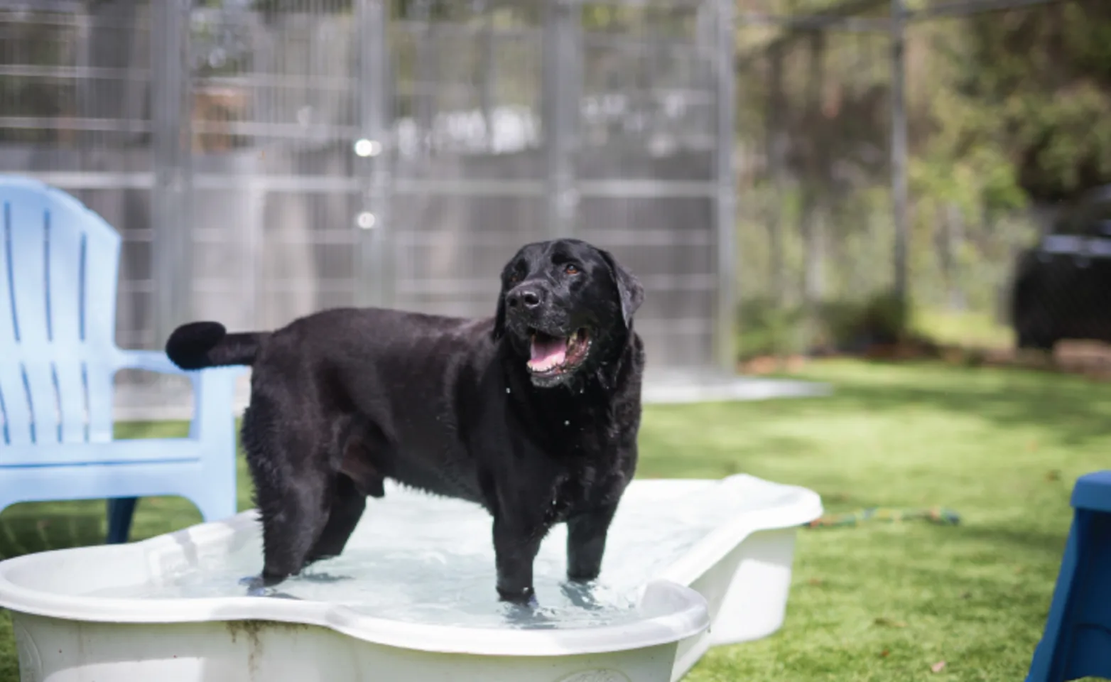 Dog standing in pool