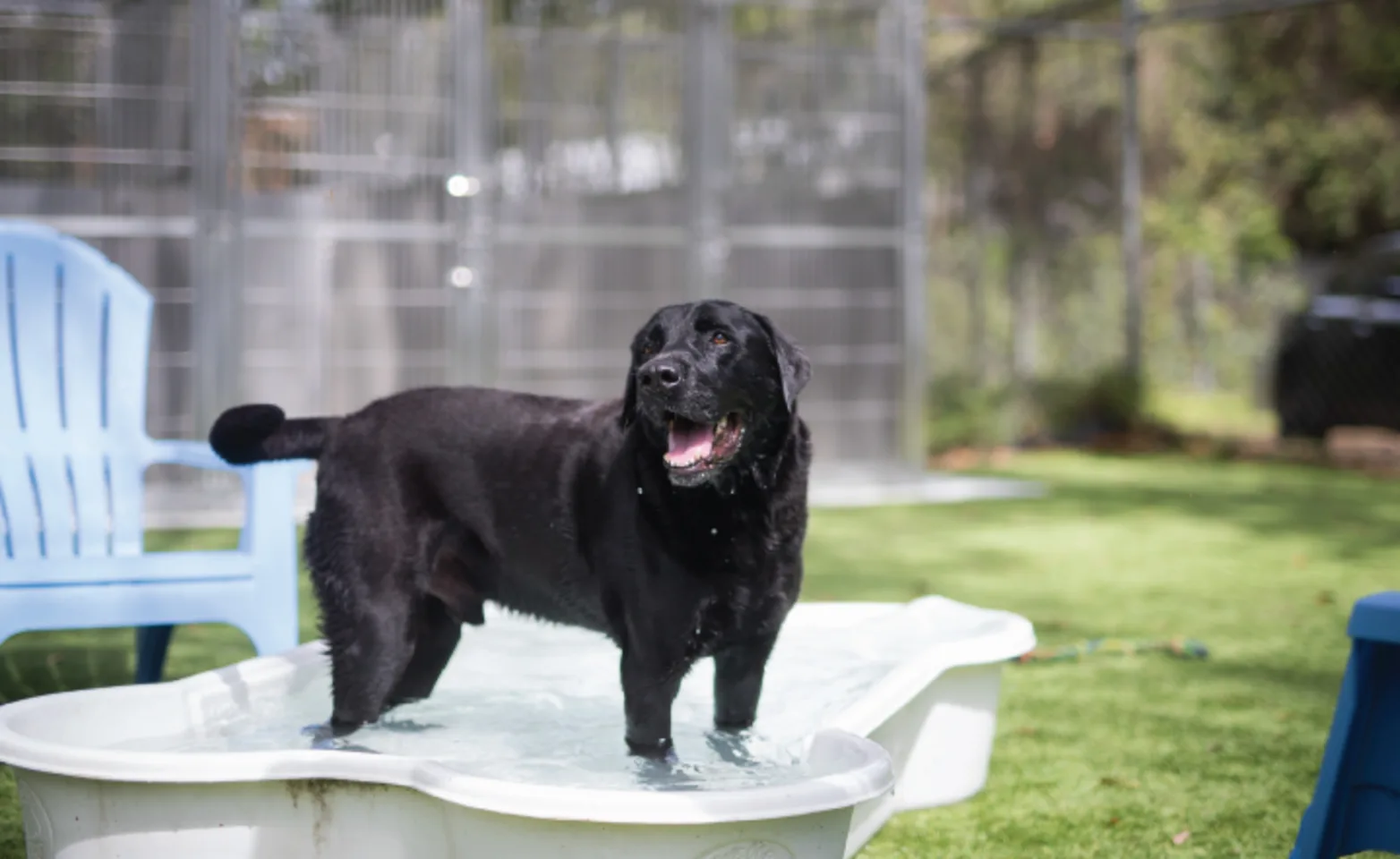 Dog standing in pool Dog standing in pool