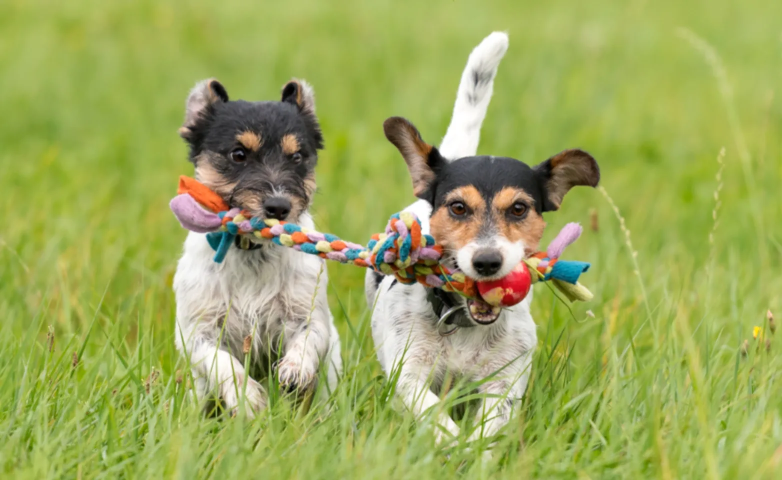 2 Dogs Running in the Grass with a Toy 2 Dogs Running in the Grass with a Toy
