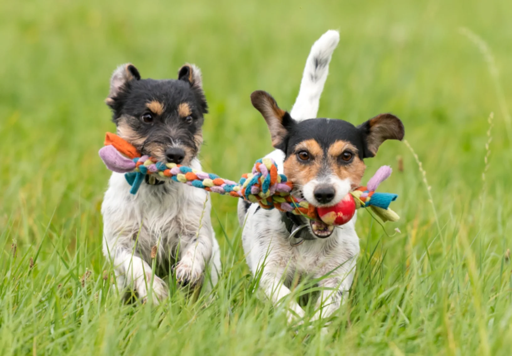 2 Dogs Running in the Grass with a Toy 2 Dogs Running in the Grass with a Toy