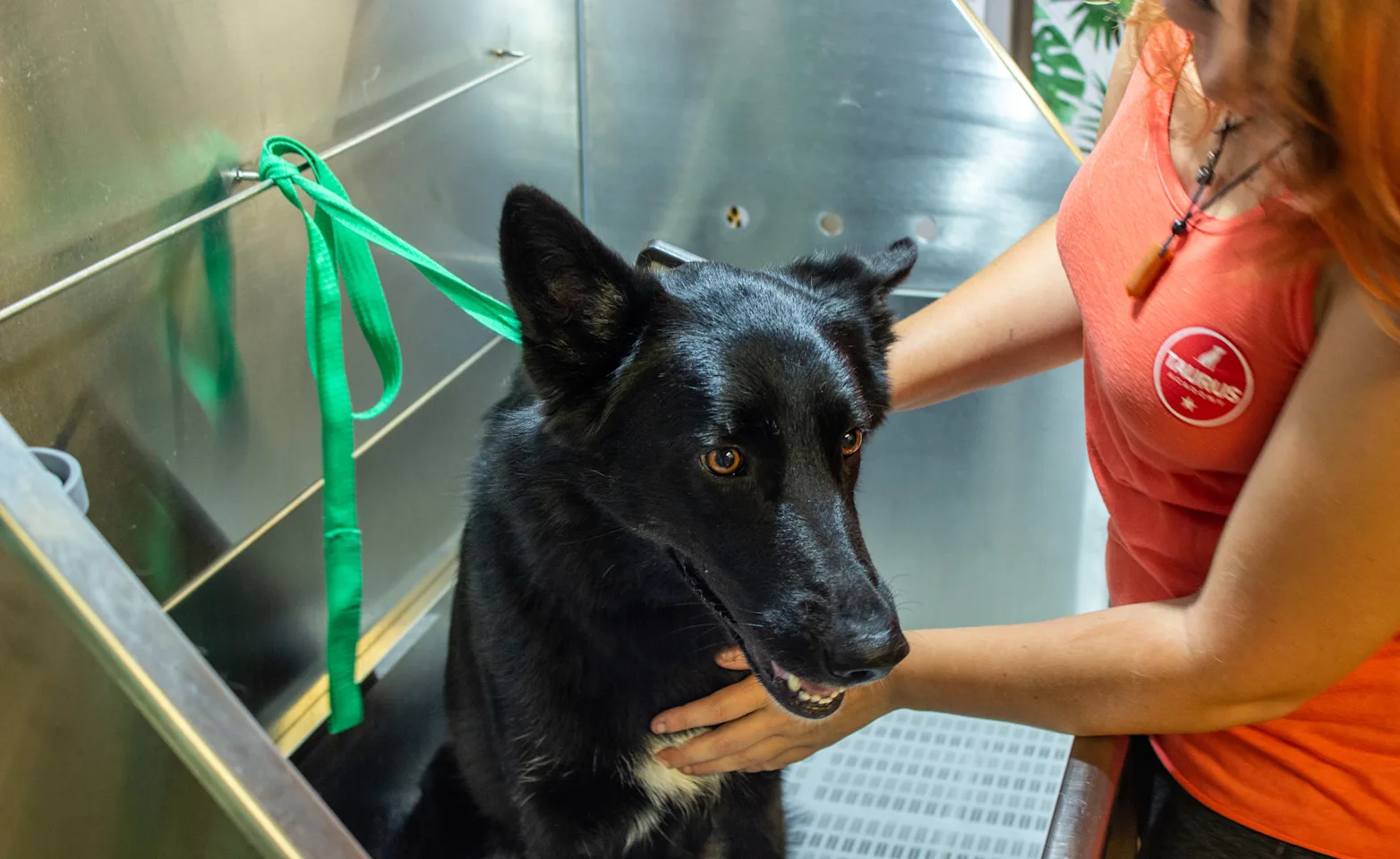 a black dog sits in a bathing tub while a groomer holds it