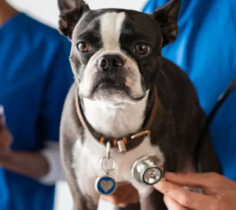 small dog with a stethoscope