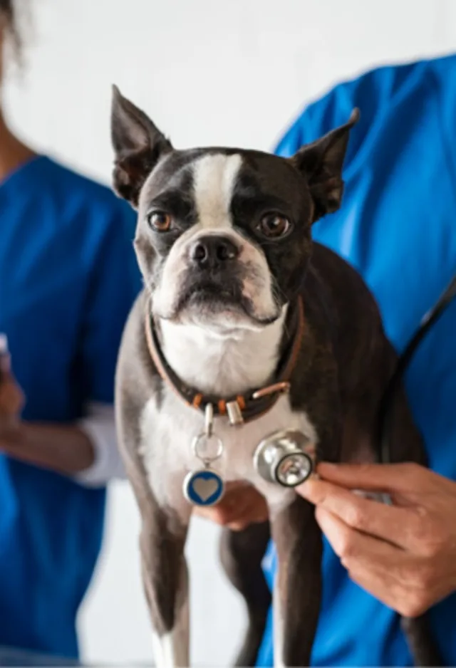 small dog with a stethoscope small dog with a stethoscope