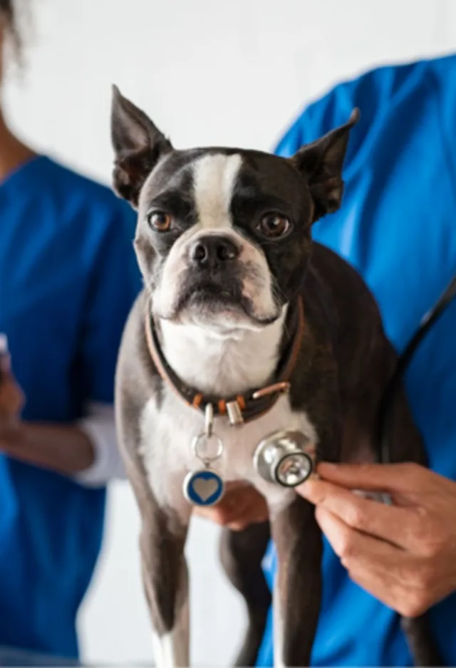 small dog with a stethoscope