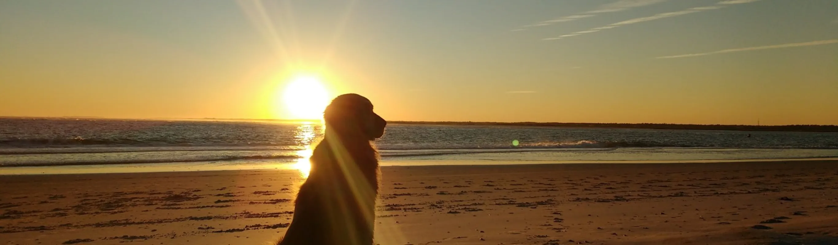 Dog sitting on a beach during sunset Dog sitting on a beach during sunset