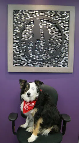 Dog with red neckerchief in front of a purple wall