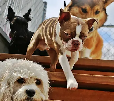 Four Dogs Walking Down Stairs Four Dogs Walking Down Stairs