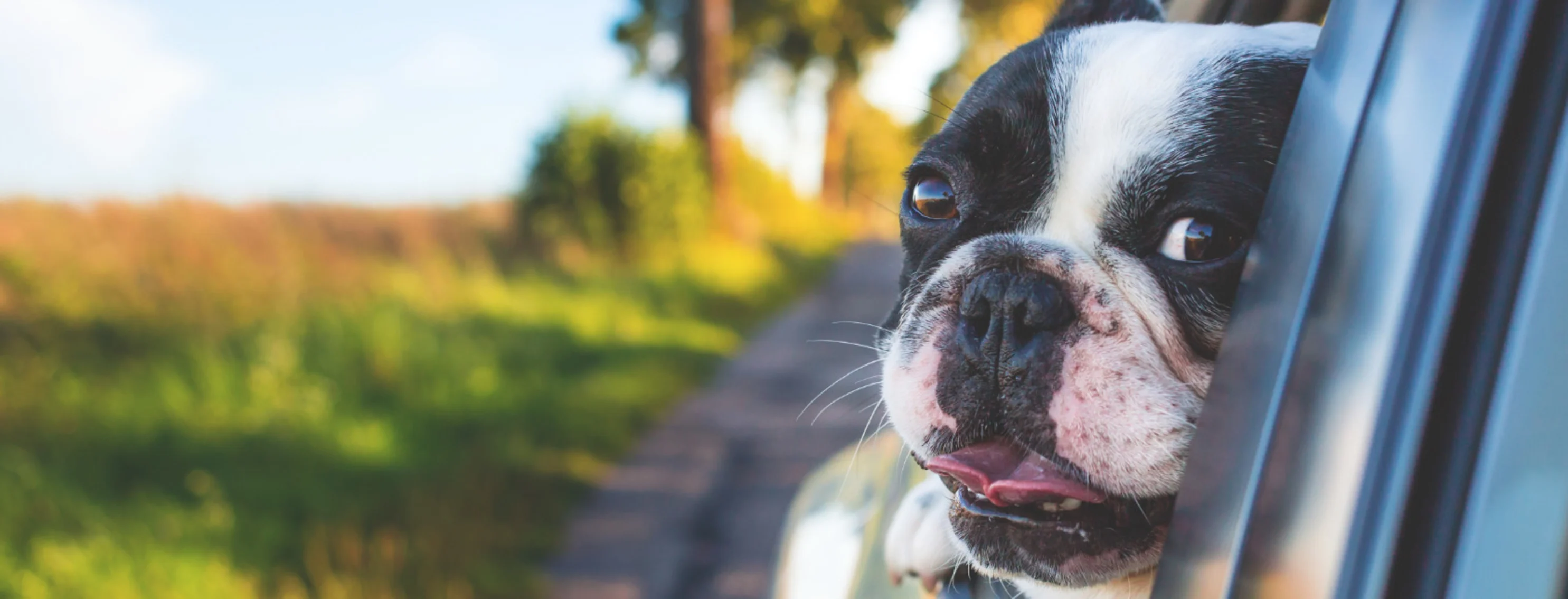 Little black and white dog in car with tongue out