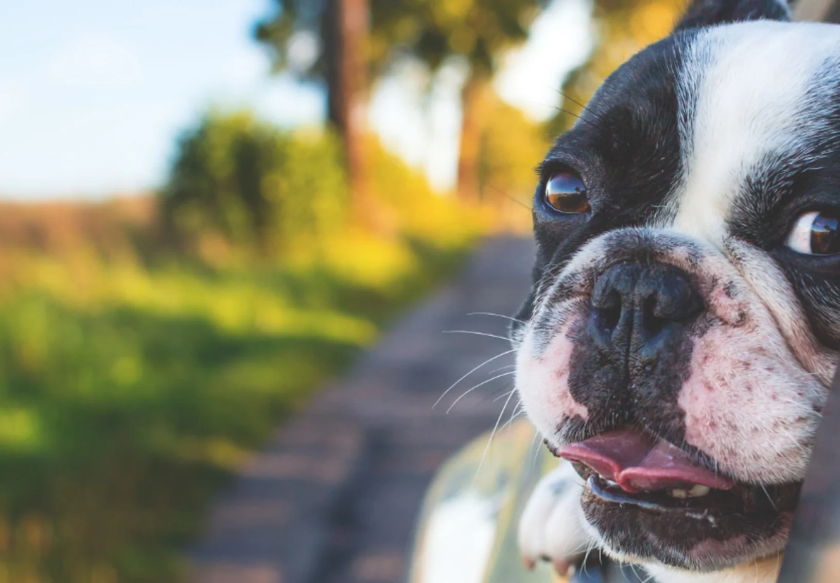 Little black and white dog in car with tongue out