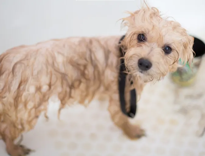 Small Brown Dog Taking a Bath