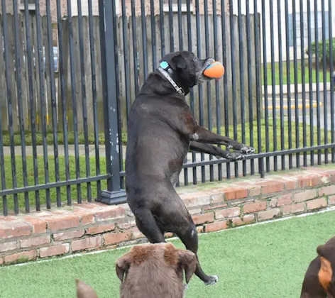 Daycare at Animal Medical Center of Hattiesburg. Daycare at Animal Medical Center of Hattiesburg.