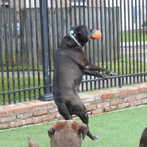 Daycare at Animal Medical Center of Hattiesburg. Daycare at Animal Medical Center of Hattiesburg.