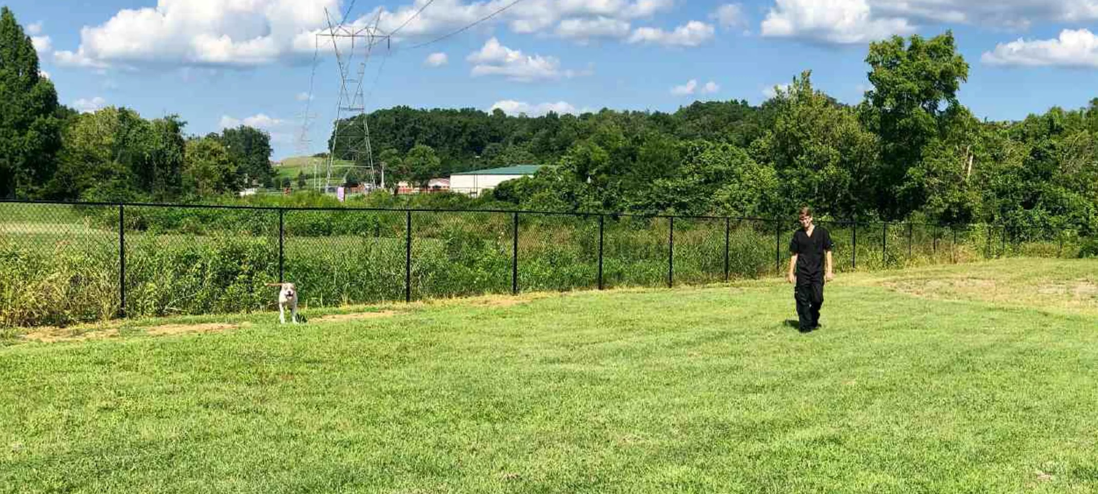 A large green fenced area where a Taylor Animal Hospital veterinary staff is walking with a large dog in the distance
