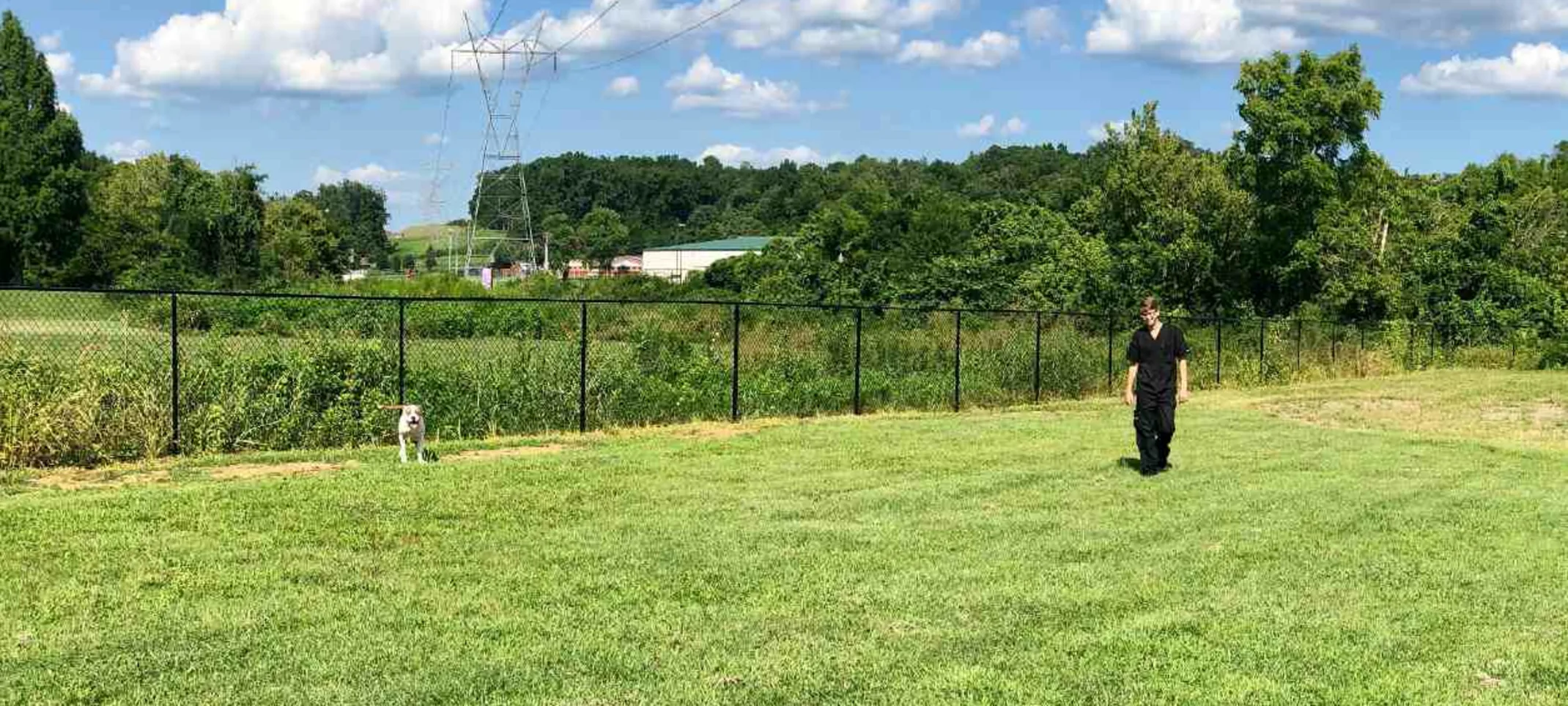 A large green fenced area where a Taylor Animal Hospital veterinary staff is walking with a large dog in the distance A large green fenced area where a Taylor Animal Hospital veterinary staff is walking with a large dog in the distance