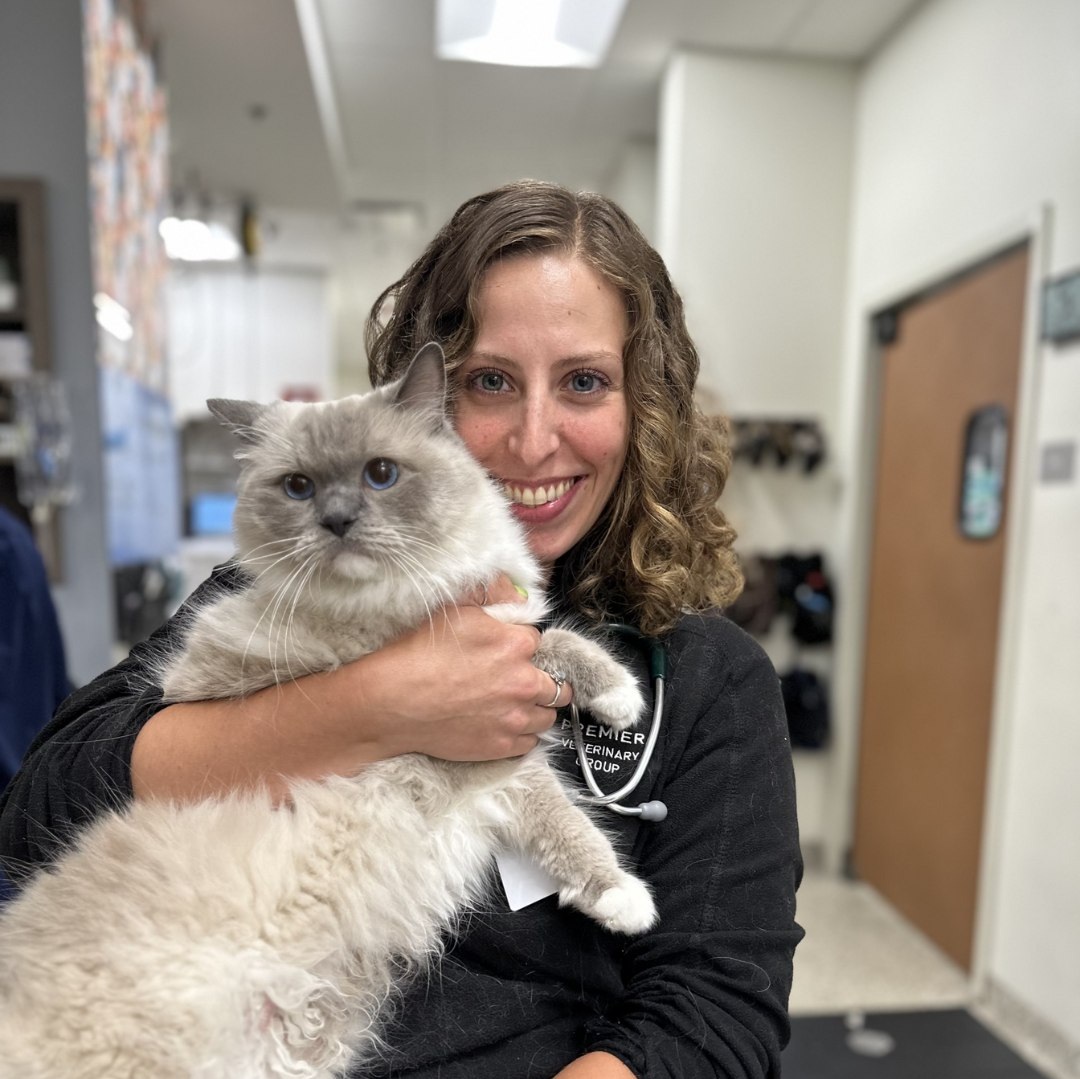 Vet holding a large white cat.