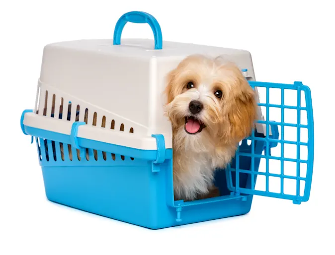 dog in carrier , white back ground