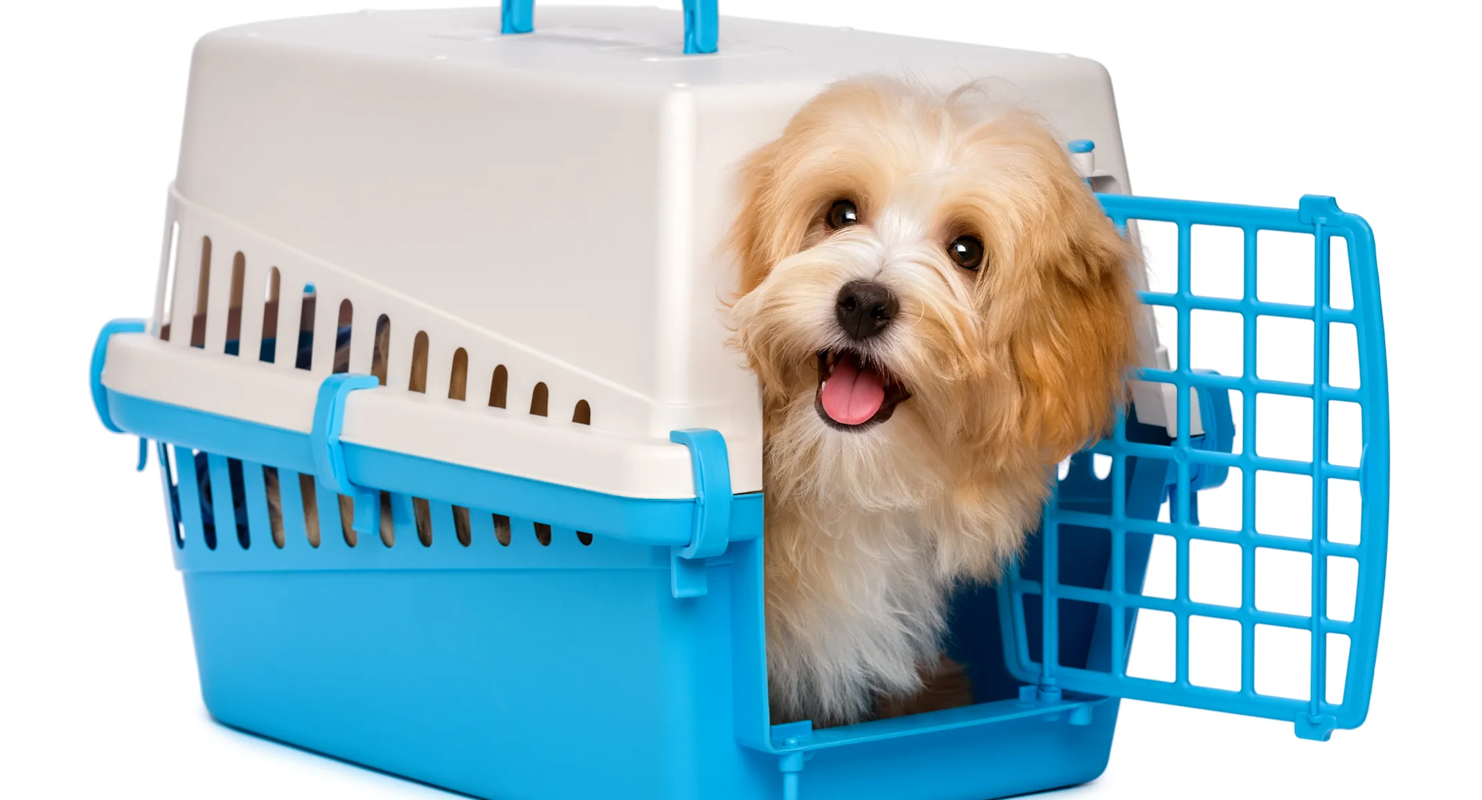 dog in carrier , white back ground dog in carrier , white back ground