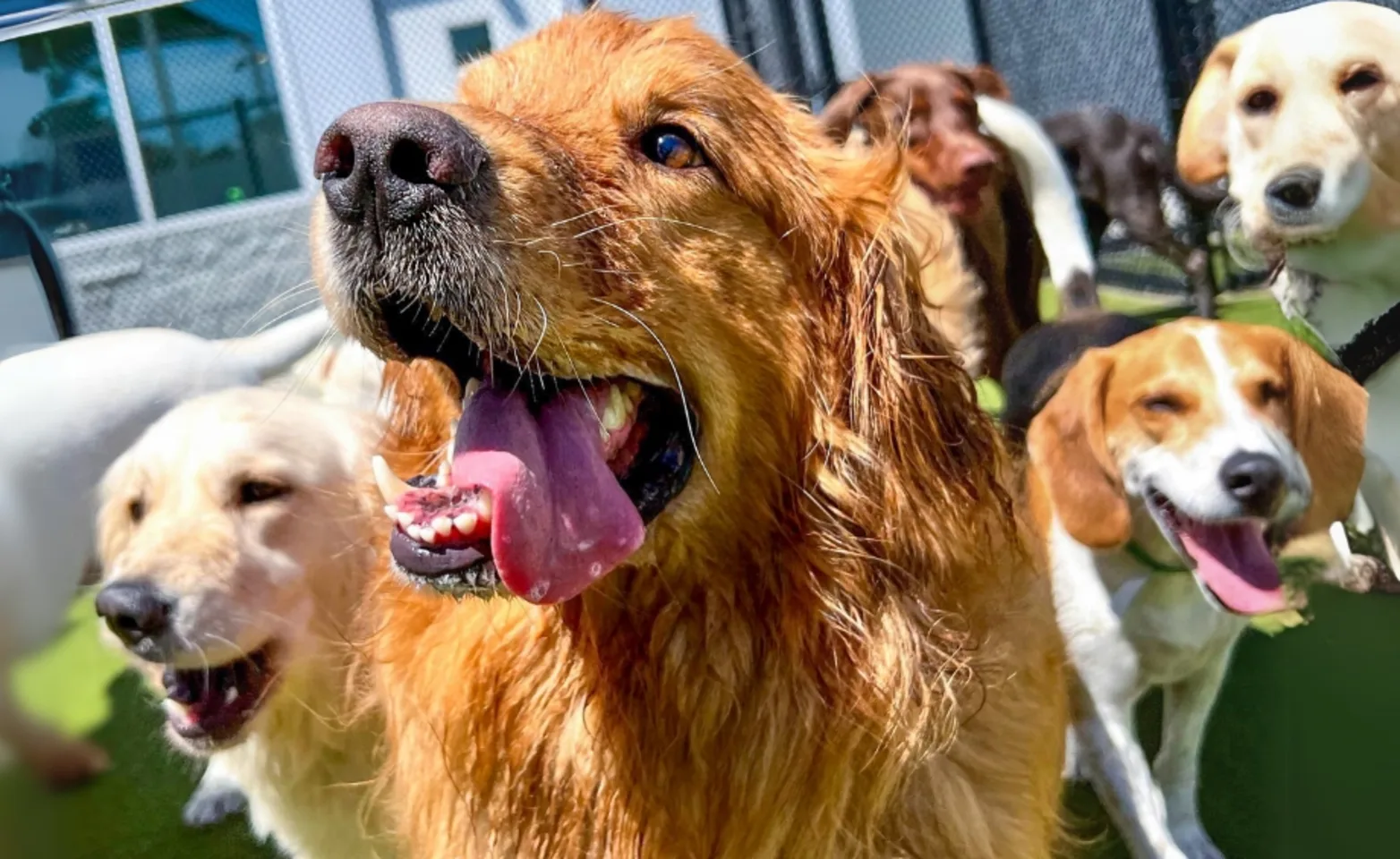 Dog with tongue out and dogs smiling Dog with tongue out and dogs smiling