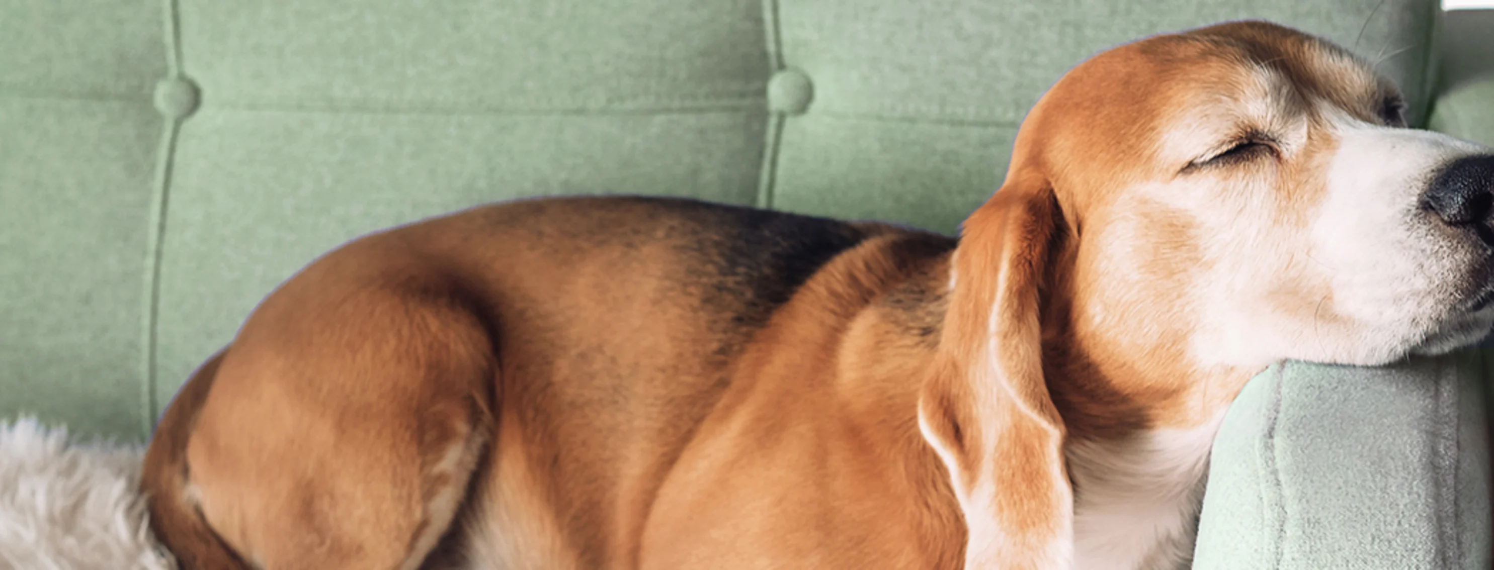 Dog laying on couch