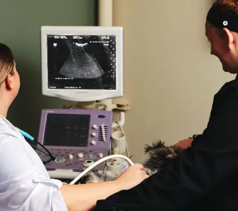 Doctor performing ultrasound on a dog