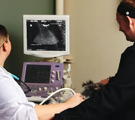 Doctor performing ultrasound on a dog Doctor performing ultrasound on a dog