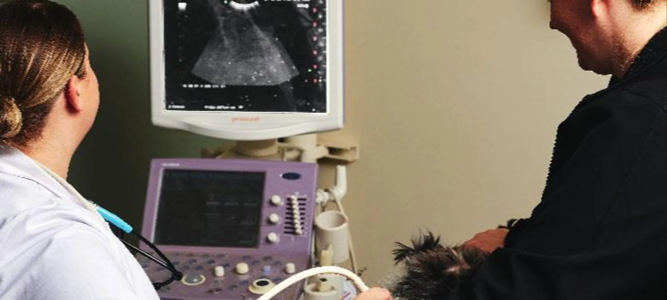 Doctor performing ultrasound on a dog Doctor performing ultrasound on a dog