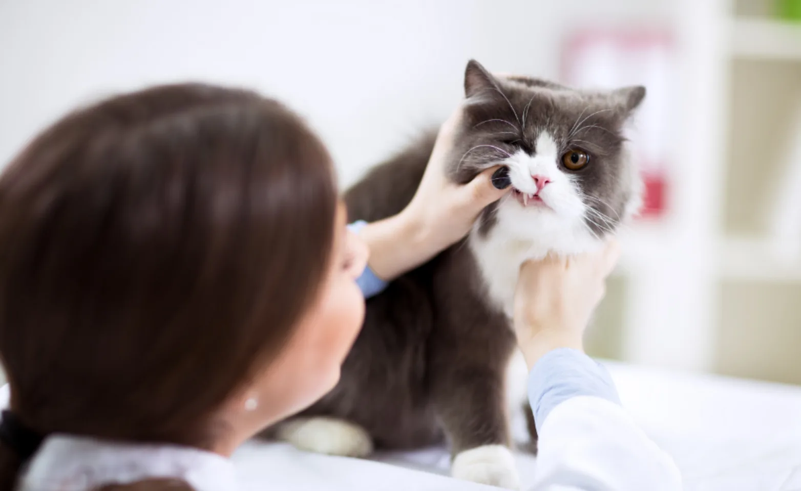 Veterinarian Examining Cat's Teeth Veterinarian Examining Cat's Teeth