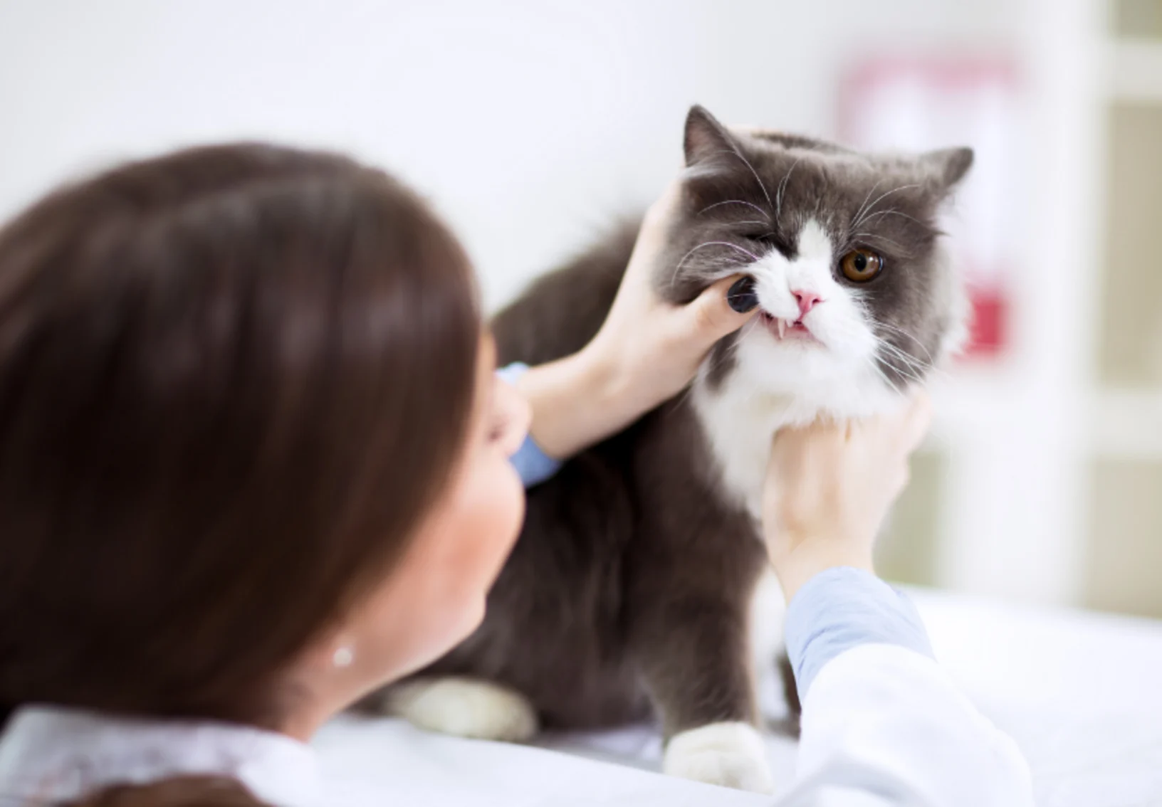 Veterinarian Examining Cat's Teeth Veterinarian Examining Cat's Teeth