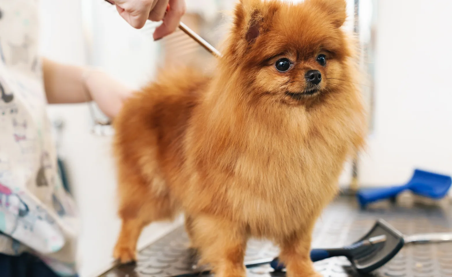 Small dog getting groomed Small dog getting groomed