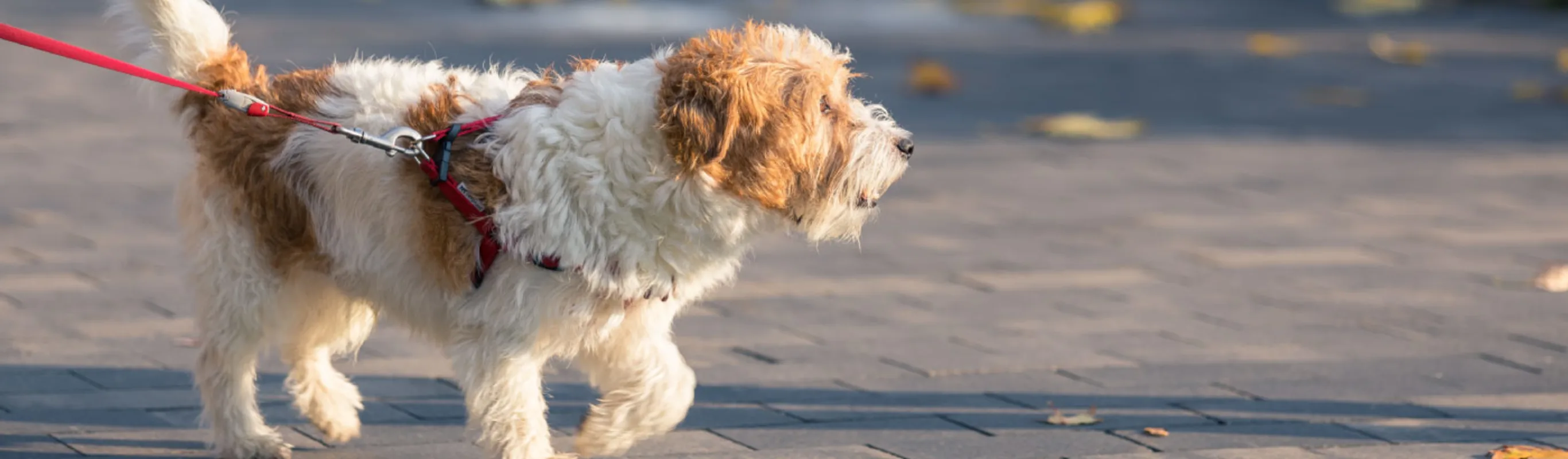 Dog on a walk Dog on a walk