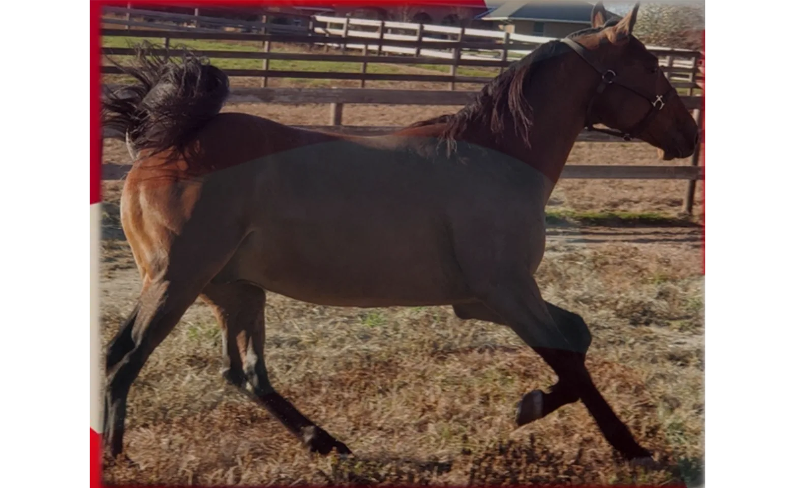 The Captain (Racing) 2019 Bay Standardbred Stallion Stud Fee $750