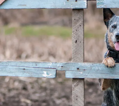 Dog standing on fence Dog standing on fence