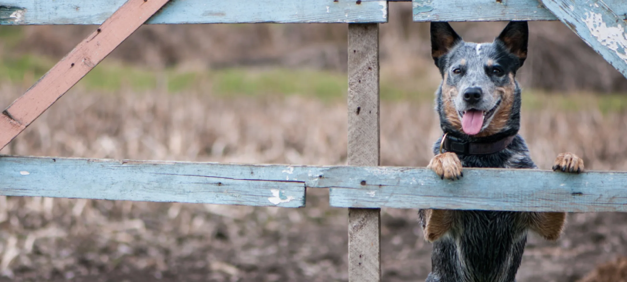 Dog standing on fence