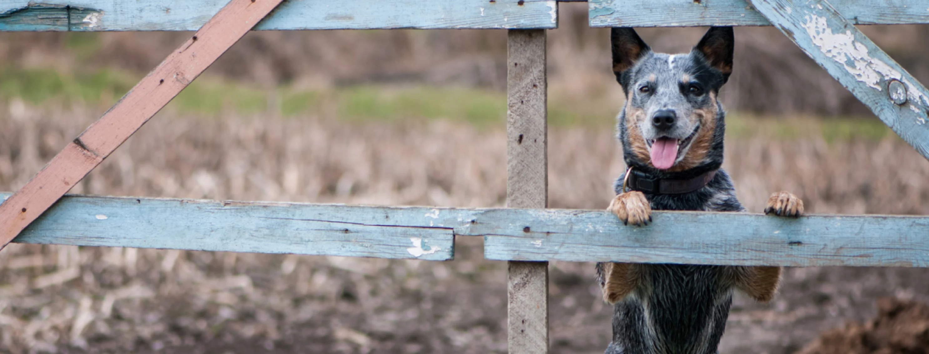 Dog standing on fence