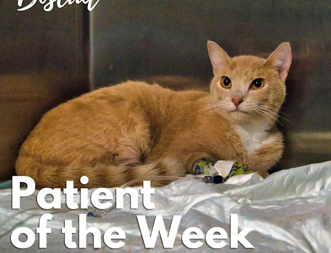 An orange cat named Biscuit An orange cat named Biscuit