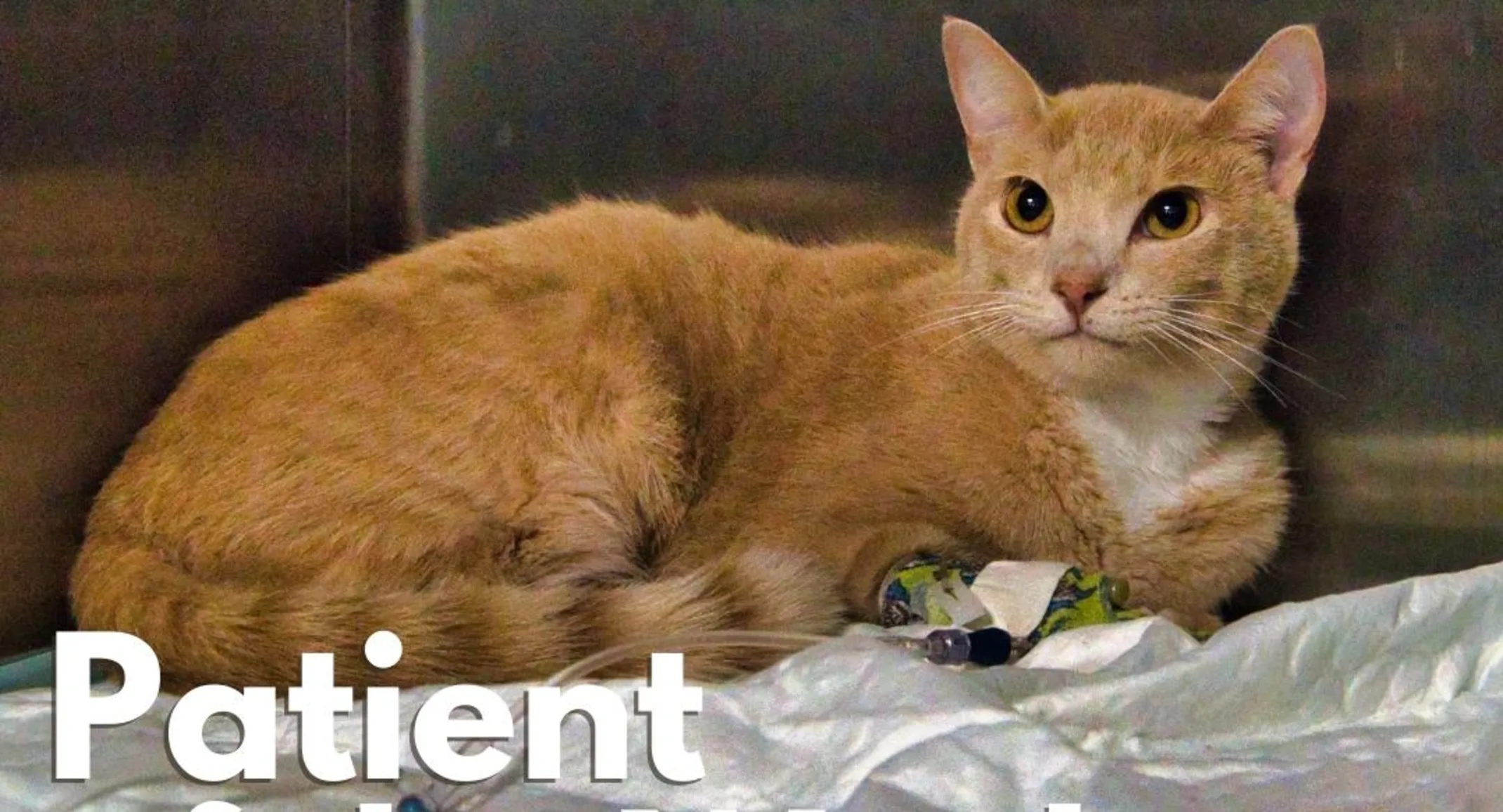 An orange cat named Biscuit