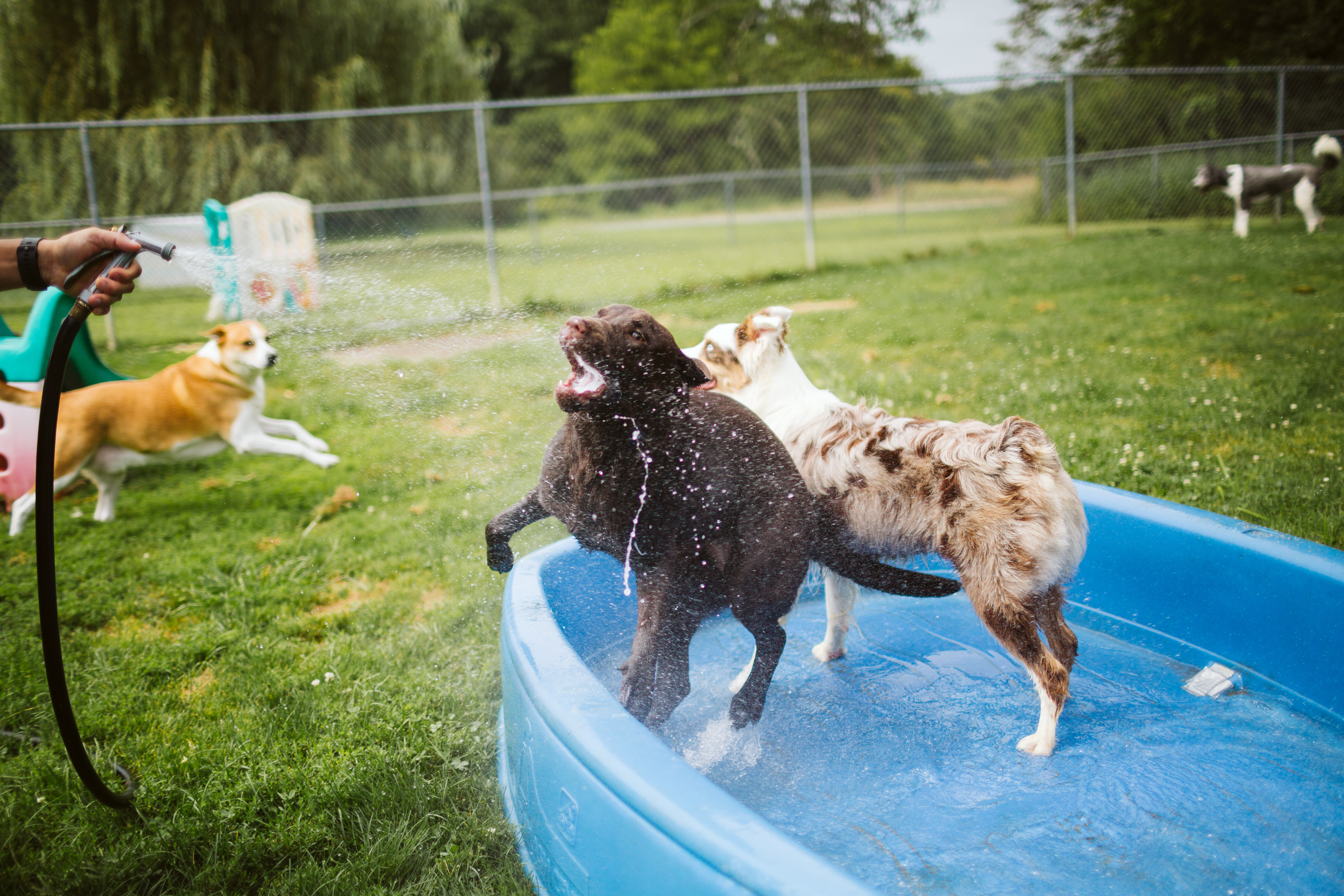 The Pet Spa & Resort Water Play