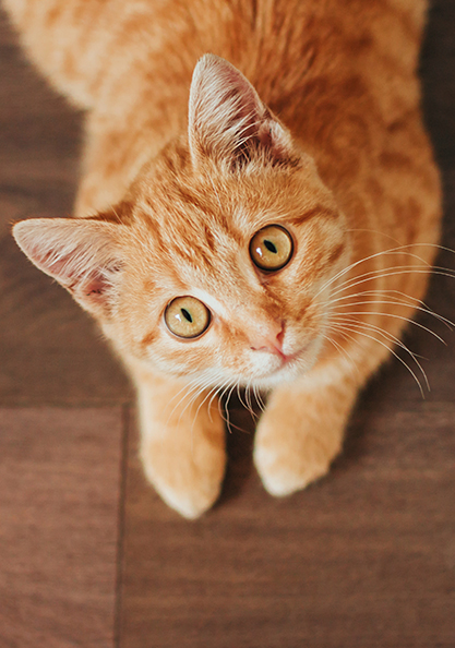 An orange cat staring at the camera