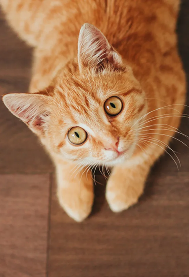 An orange cat staring at the camera An orange cat staring at the camera