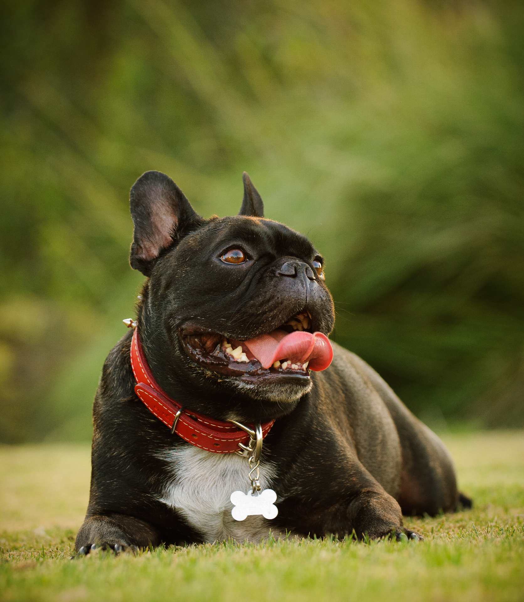 Black pug smiling.