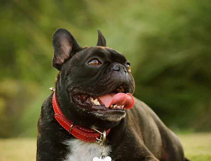 Black pug smiling. Black pug smiling.