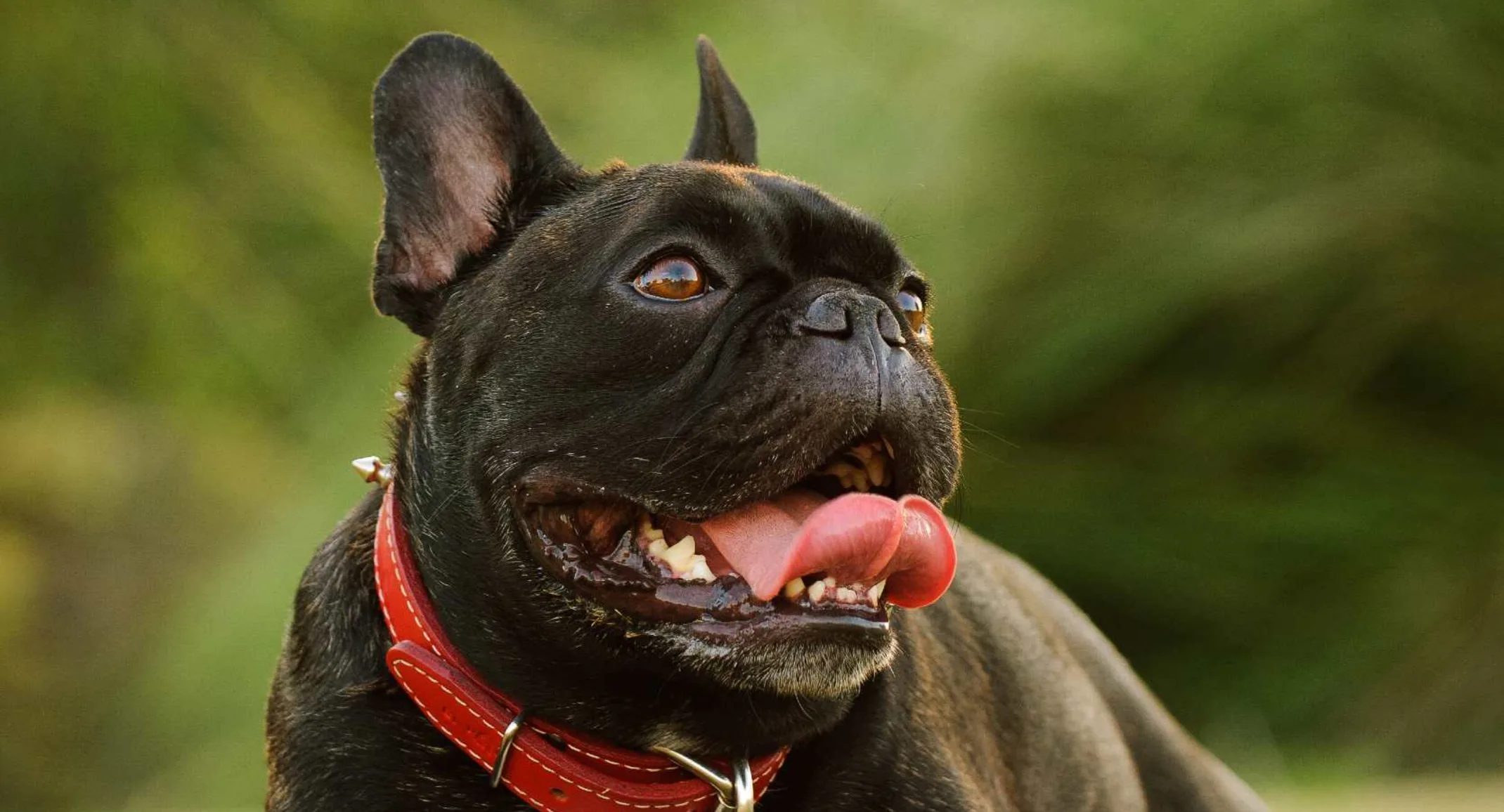 Black pug smiling. Black pug smiling.