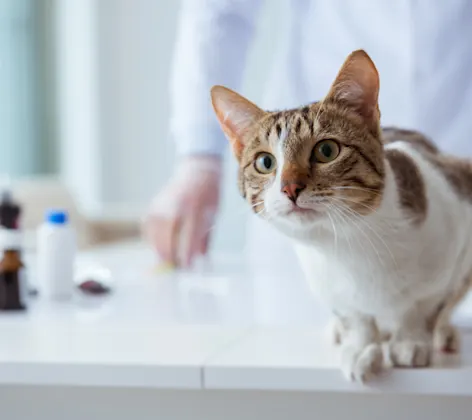 Cat on exam table