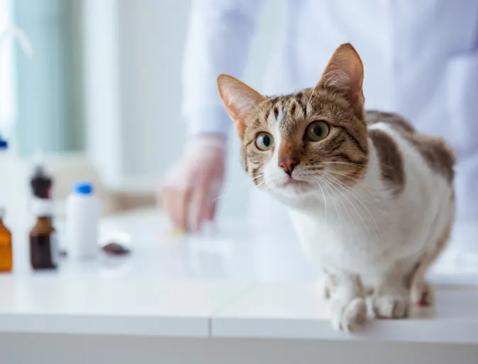 Cat on exam table Cat on exam table