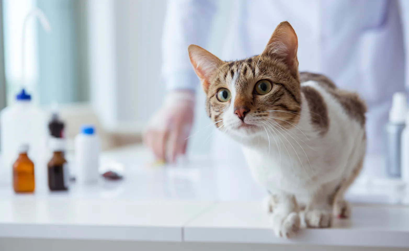 Cat on exam table Cat on exam table