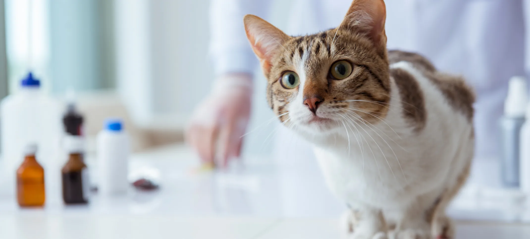 Cat on exam table