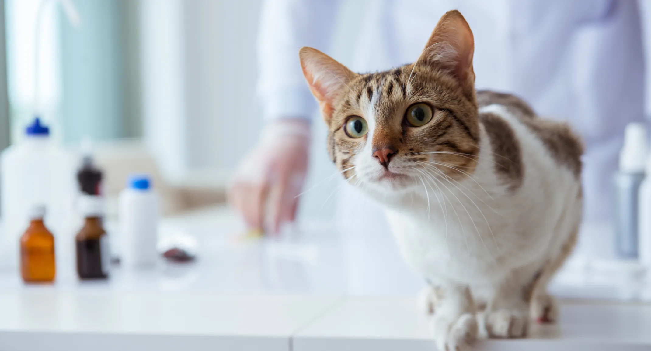 Cat on exam table Cat on exam table